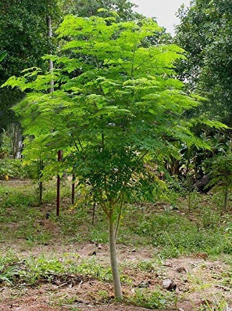 GeSHOP 25 Seeds of The Tree of Life - The Moringa Tree Easy to Grow, Fast Growing Tree