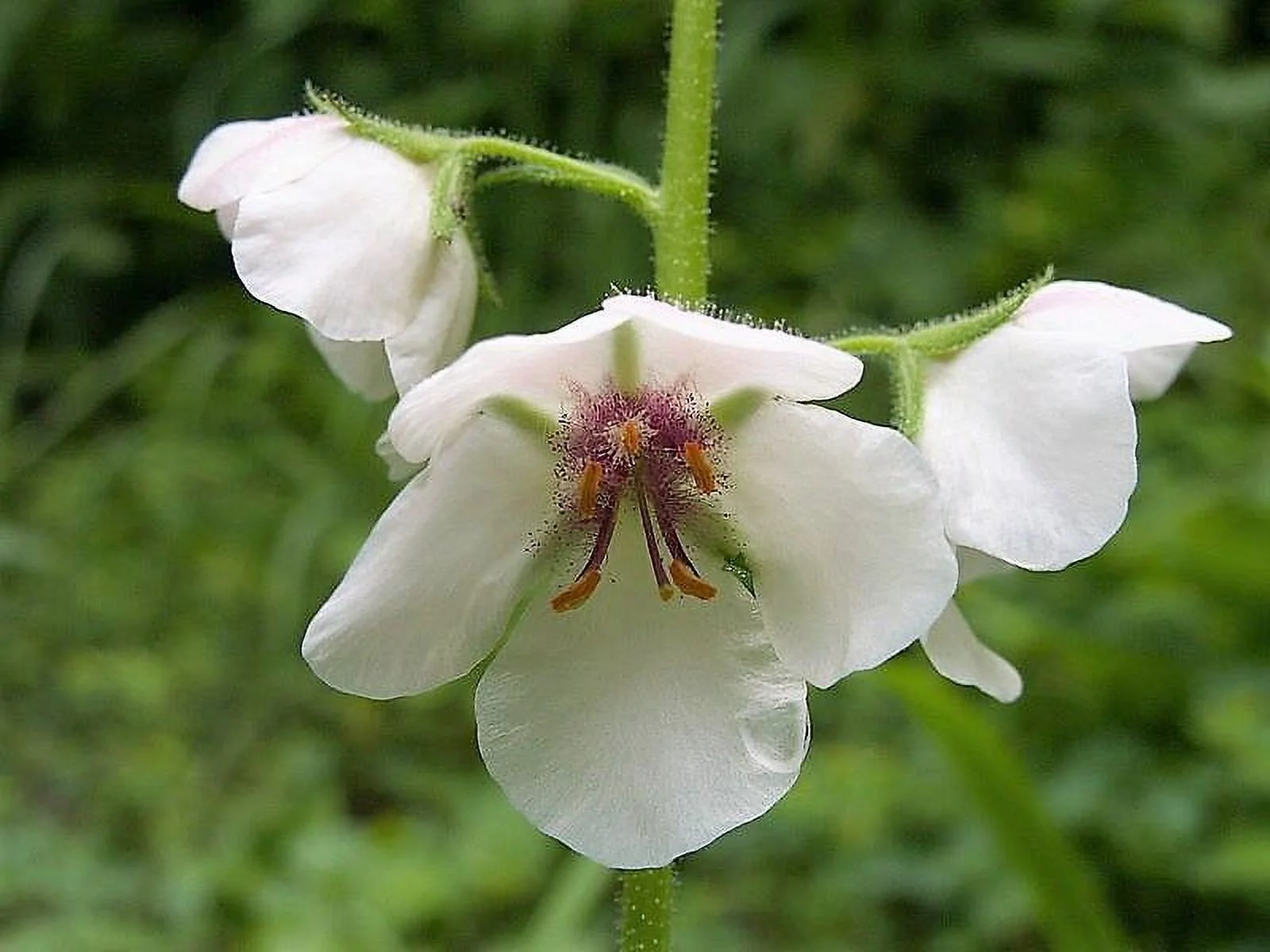 100 WHITE BLUSH VERBASCUM Blattaria Albiflorum Moth Mullein Flower Seeds
