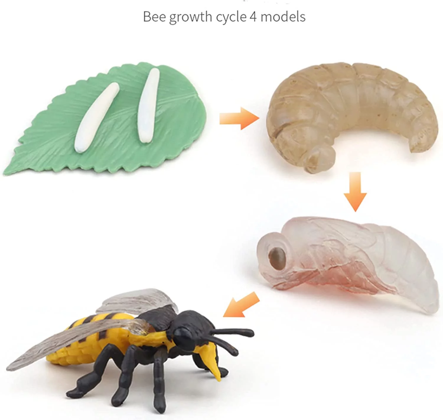 4PC Insect Figurines Life Cycle of Rooster, Ant, Bee, Butterfly, Ladybug, Frog, Salmon|Plastic Bugs for Safariology Animal Figures, Preschool Science Educational Toy (Bee Cycle)