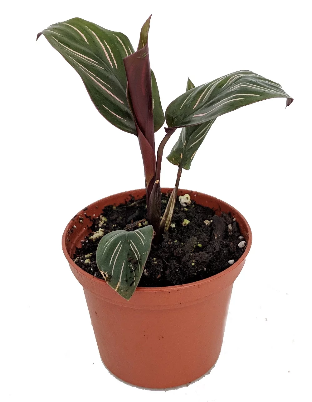 Pin Stripe Prayer Plant - Calathea ornata - Easy House Plant - 2.5