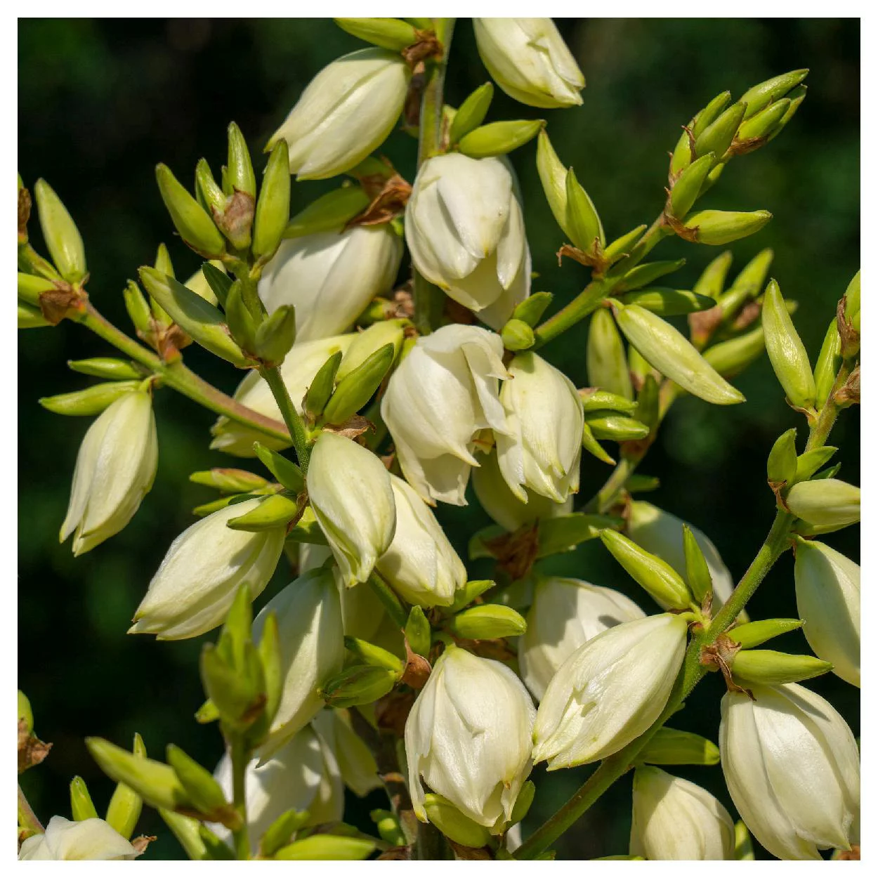 Everwilde Farms - 50 Soapweed Native Wildflower Seeds - Gold Vault Jumbo Bulk Seed Packet