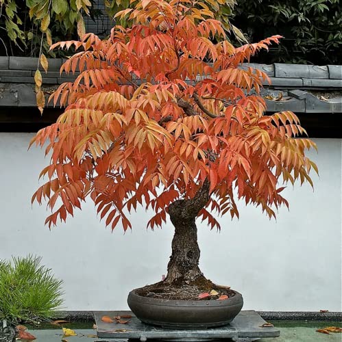 CHUXAY GARDEN Rhus Typhina,Staghorn Sumac 50 Seeds Velvet Sumac, Datisca hirta, Rhus hirta, Rhus typhina Flowering Plant Small Ornamental Tree Flamboyant Torch Striking Landscaping Plant