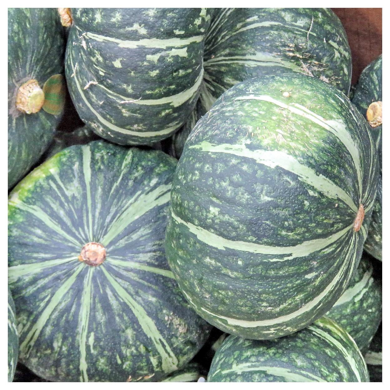 Everwilde Farms - 40 Buttercrop Burgess Winter Squash Seeds - Gold Vault Jumbo Bulk Seed Packet