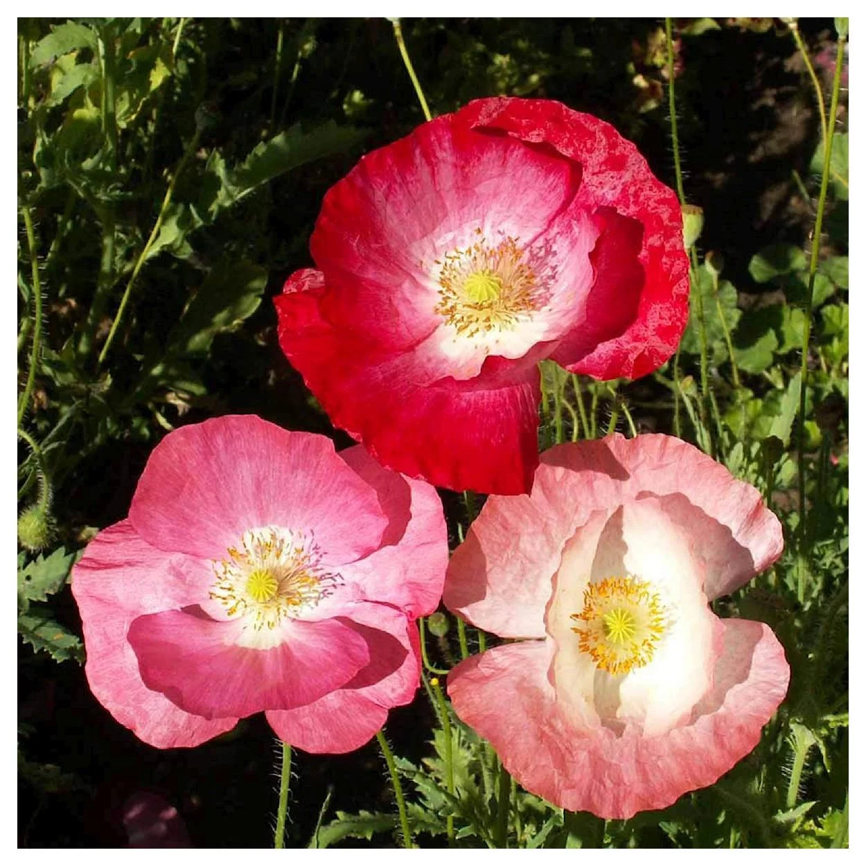 Everwilde Farms - 2000 Mixed Single Poppy Garden Flower Seeds - Gold Vault Jumbo Bulk Seed Packet