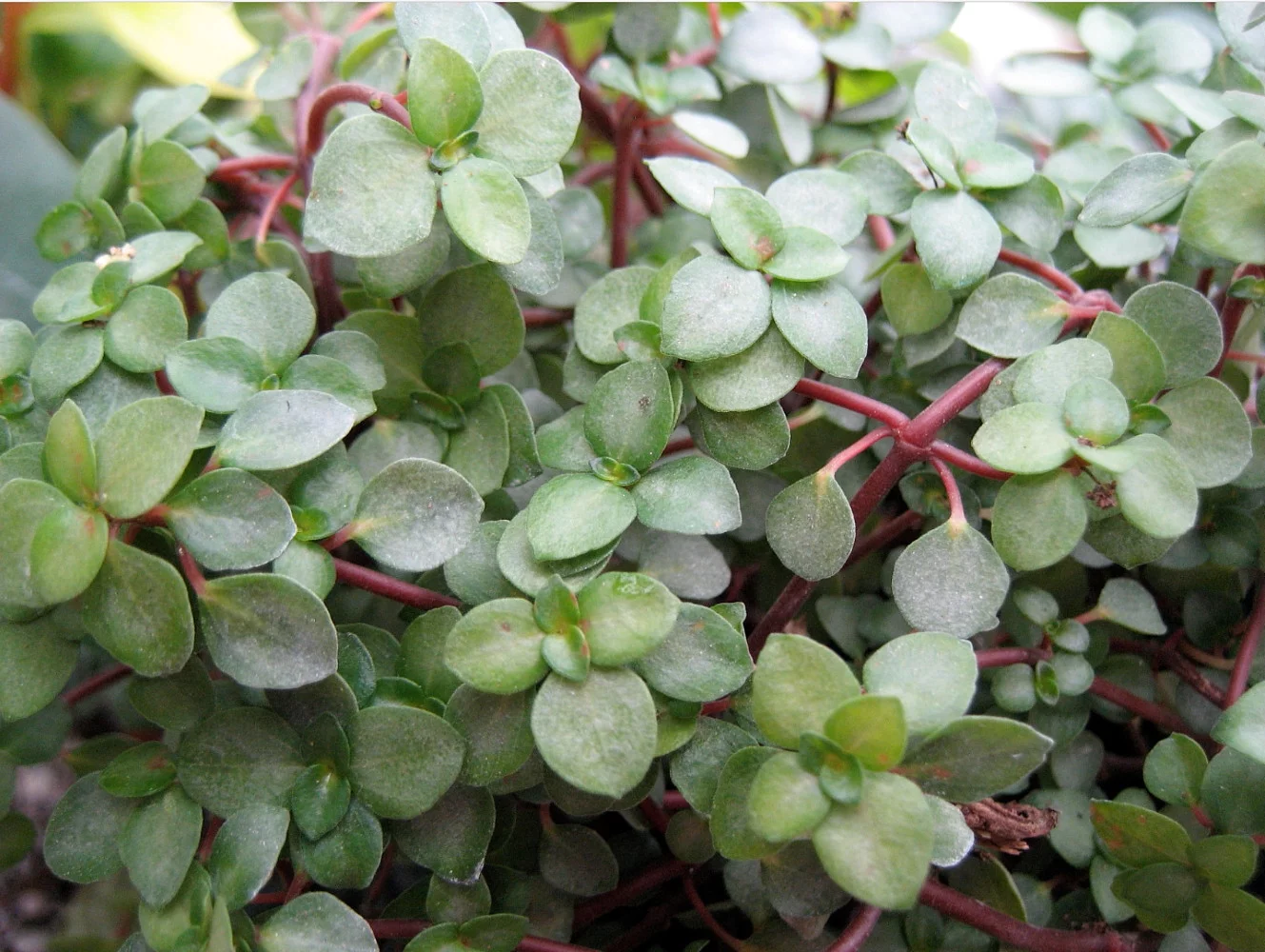 Aquamarine Baby Tears - Pilea glauca - 6