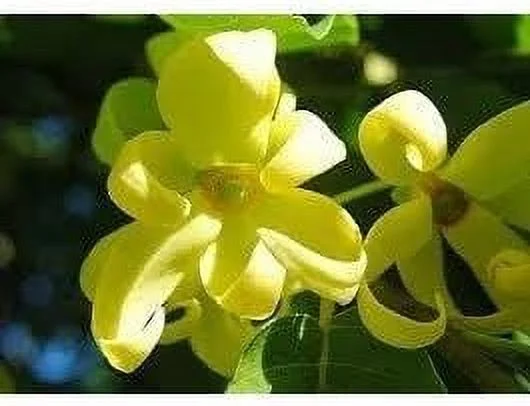 Ylang Ylang Fragrance Oil - Candle & Soap Fragrance Oil (16 Oz)