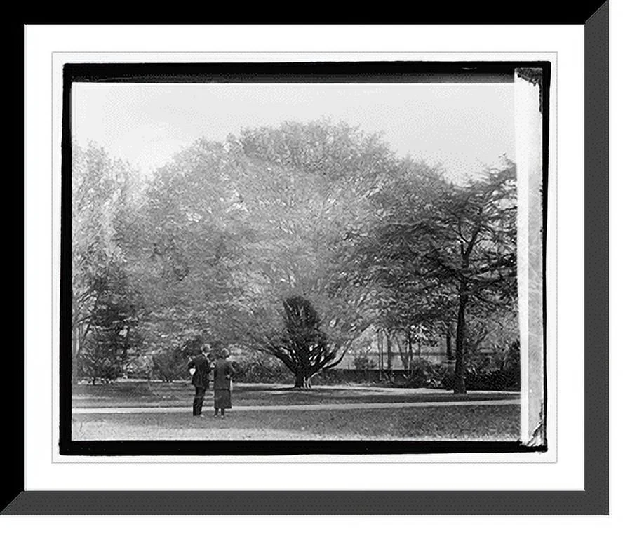 Historic Framed Print, European Hornbeam, 17-7/8