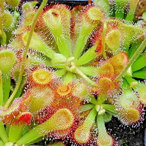 CHUXAY GARDEN Mix Drosera-Sundews 200 Seeds Carnivorous Carnivore Temperate Species Great for Windowsill Planting Easily Grow