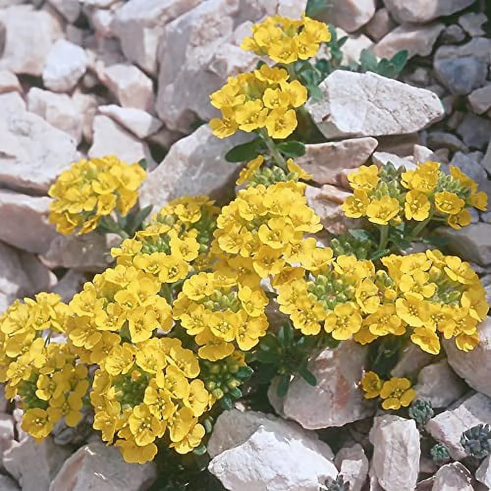 Yellow Alyssum Seeds Basket-of-Gold, Gold Dust, Golden Tuft Perennial Hardy Drought Tolerant Fast-Growing Ground Cover Border Rock Garden Container Outdoor 100Pcs by YEGAOL Garden