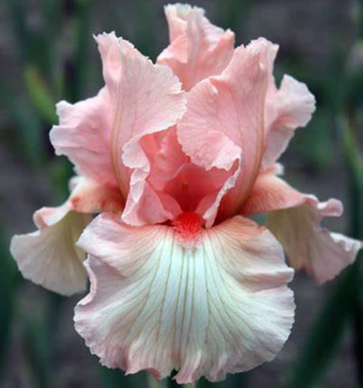Iris Bulbs, Has Strong Rhizomes.Simply Beautiful Flowering Perennial,Is Drought,Iris Plants Bulbs, Bearded Iris Bulbs For Planting, Good Drainage To Promote Vigorous Growth, Iris Is Cold-Resistant,