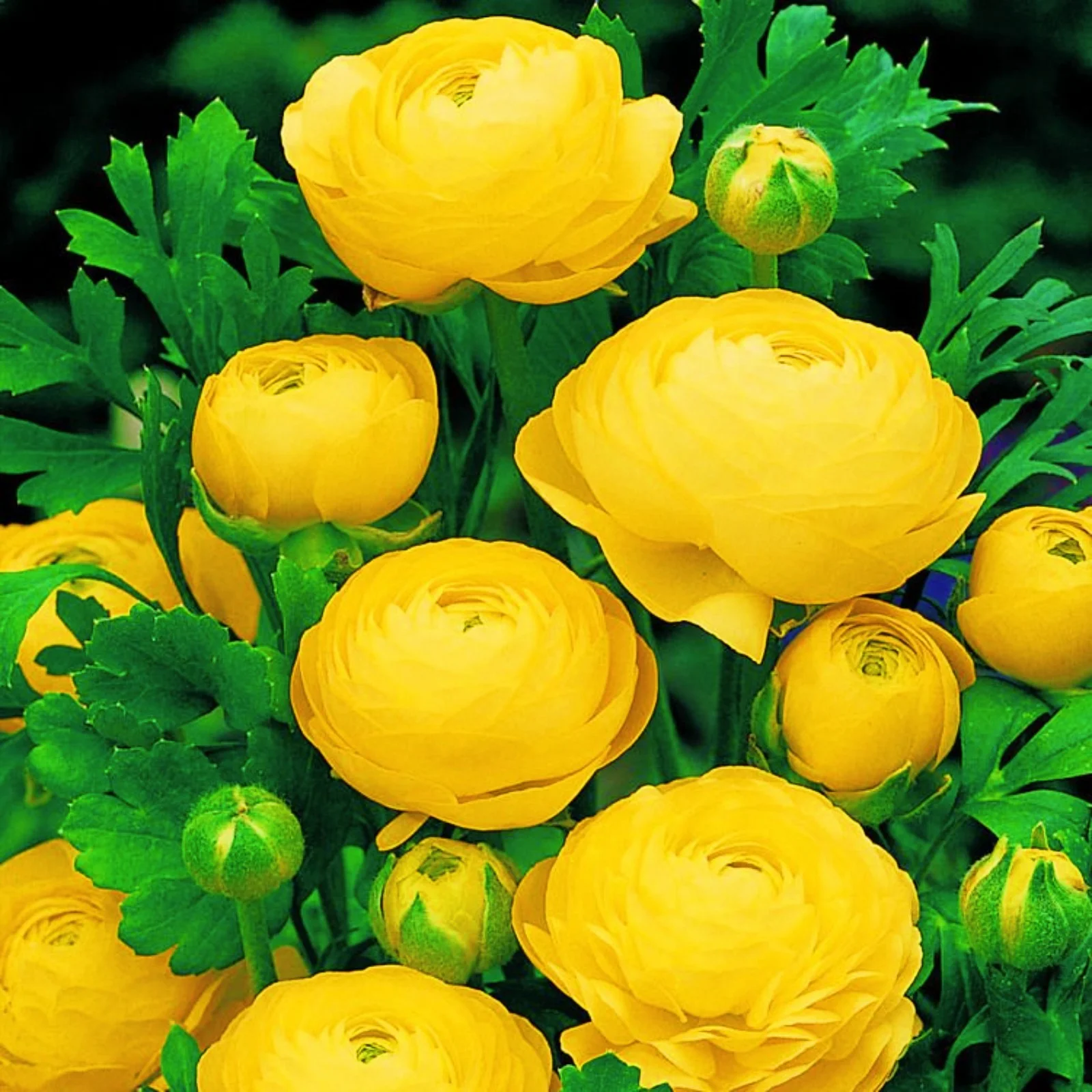 Ranunculus Bulbs Ranunculus Bulbs For Sale Ranunculus Bulbs For Planting Ranunculus Flowers Live Simple Planting Garden Decoration