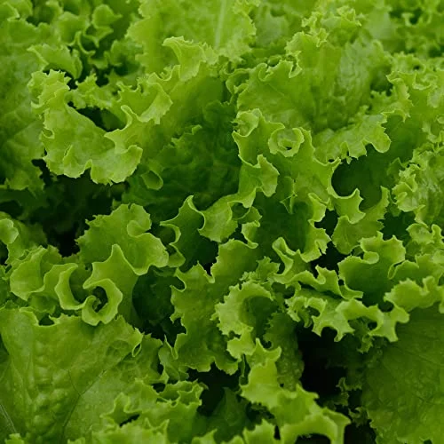 Slobolt Leaf Lettuce - 250 Seeds - Heirloom & Open-Pollinated Variety, Non-GMO Vegetable Seeds for Planting in The Home Garden, Thresh Seed Company