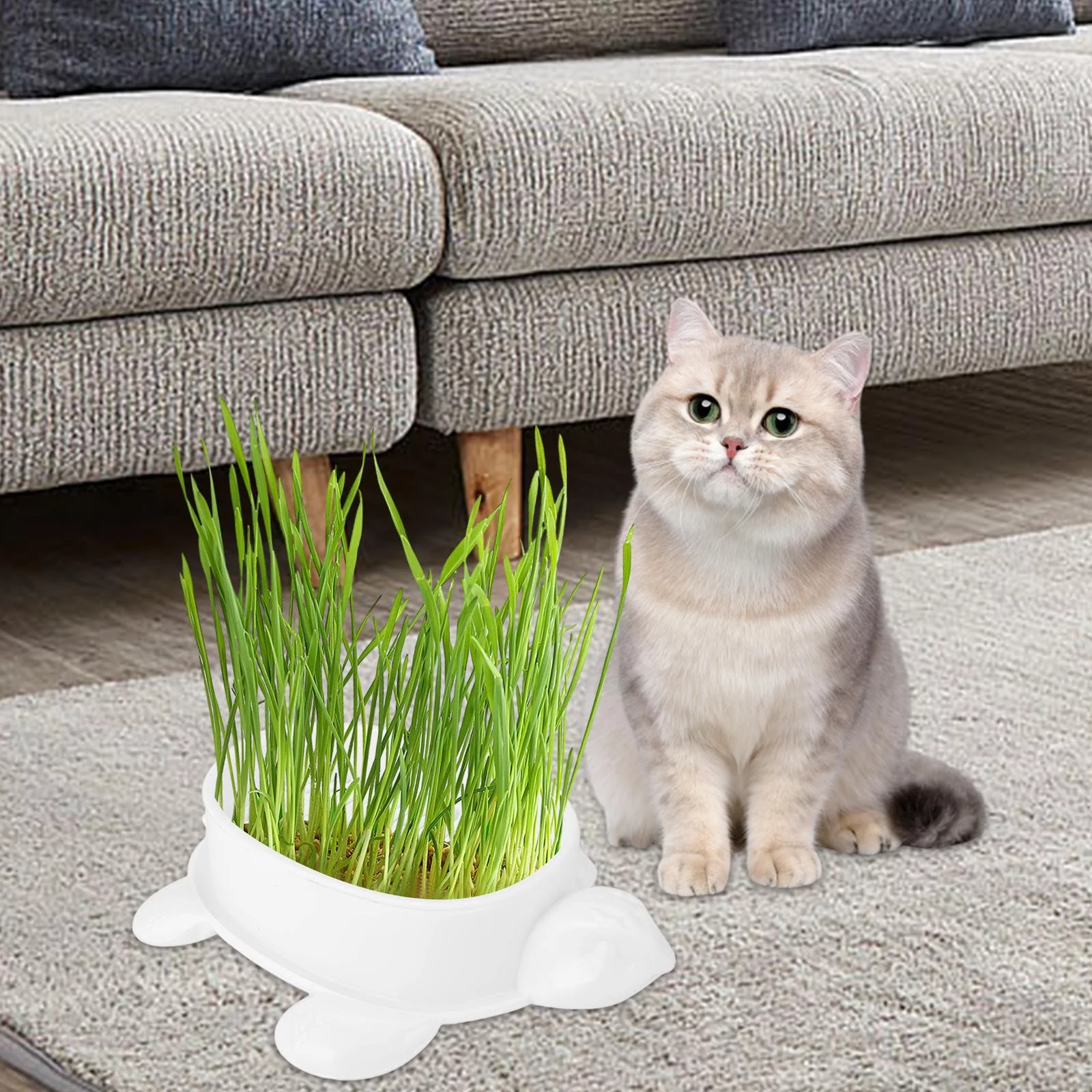Cat Grass Box Cats Grass Basin Soil Free Wheatgrass Grower Seed Sprouter Tray White