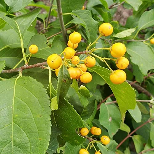 Celastrus Scandens Seeds American Bittersweet Fast Growing Deciduous Twining Woody Vine Fruit & Berries Attracts Birds Arbor Trellis Outdoor 200Pcs Flower Seeds by YEGAOL Garden