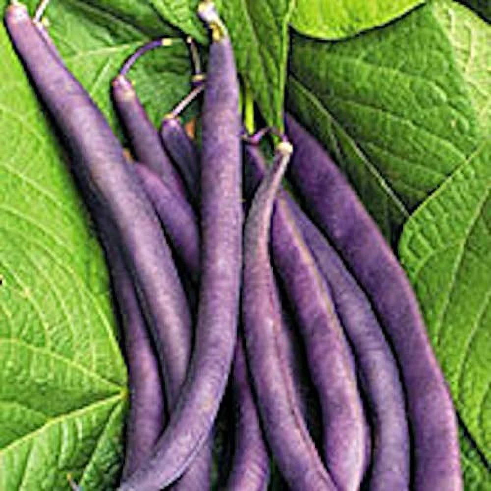 Royal Burgundy Bush Bean Seeds, 30 Heirloom Seeds Per Packet, Non GMO Seeds, Isla's Garden Seeds