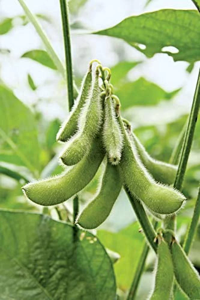 Soybeans Seeds, 25 Heirloom Seeds Per Packet, Non GMO Seeds