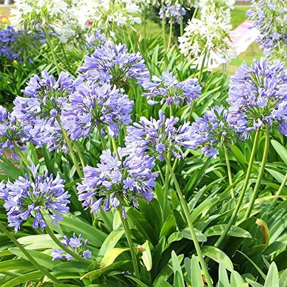 QAUZUY GARDEN 20 Blue African Lily Seeds Lily of The Nile Agapanthus Africanus Flower Seeds - Flamboyant & Exotic-Looking Perennials - Easy Grow & Maintain
