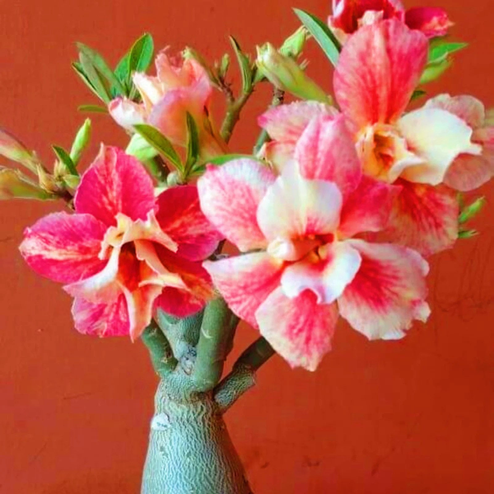 Desert Rose Plants For Sale Desert Rose Bulbs Bulk Desert Rose Plant Live Garden Decoration Garden Flowers Bonsai Plant