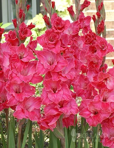 Pink Gladiolus Value Bag