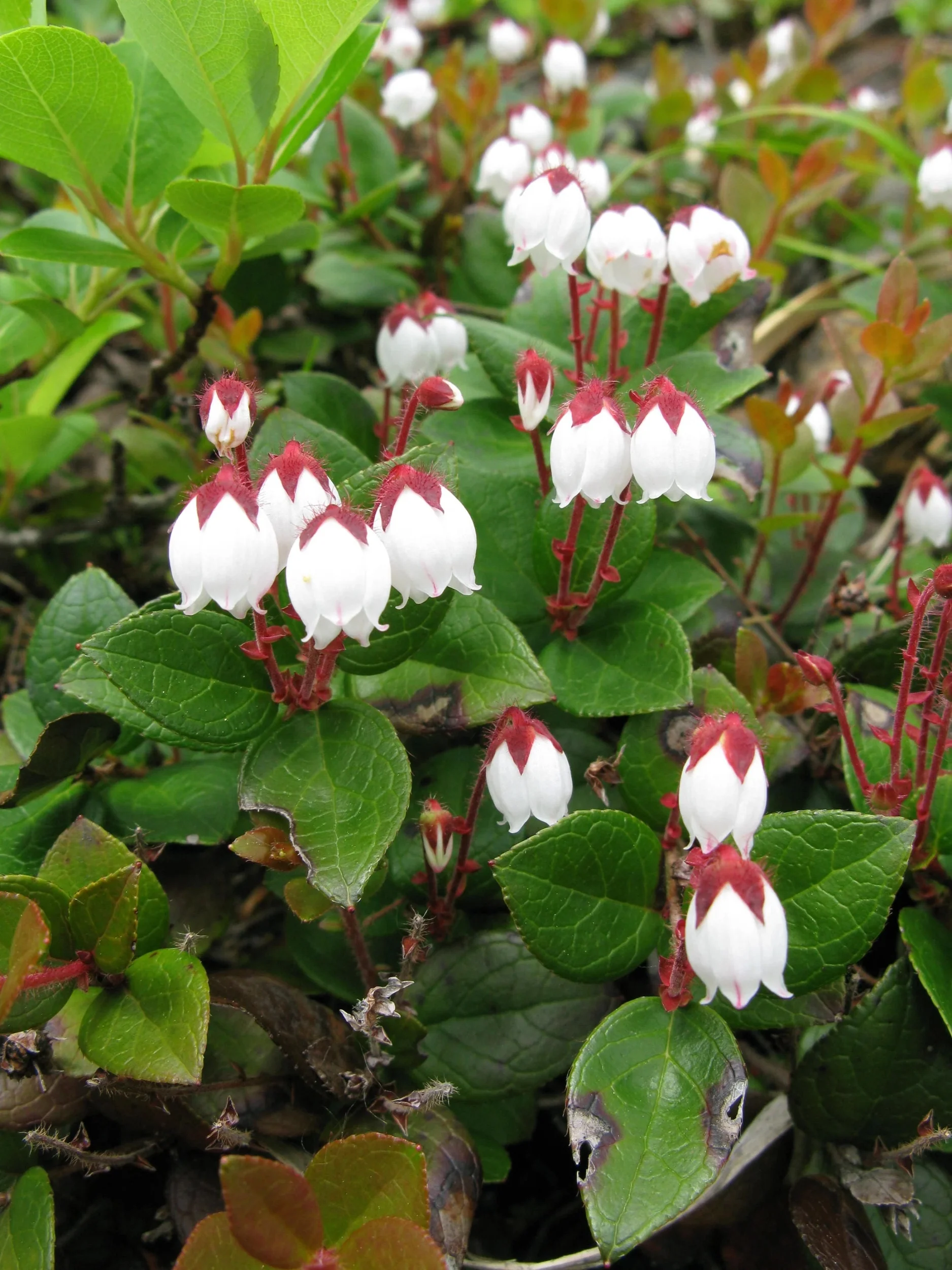40 SALAL BERRY Gaultheria Shallon Pink White Flowers Blue Fruit Shrub Seeds