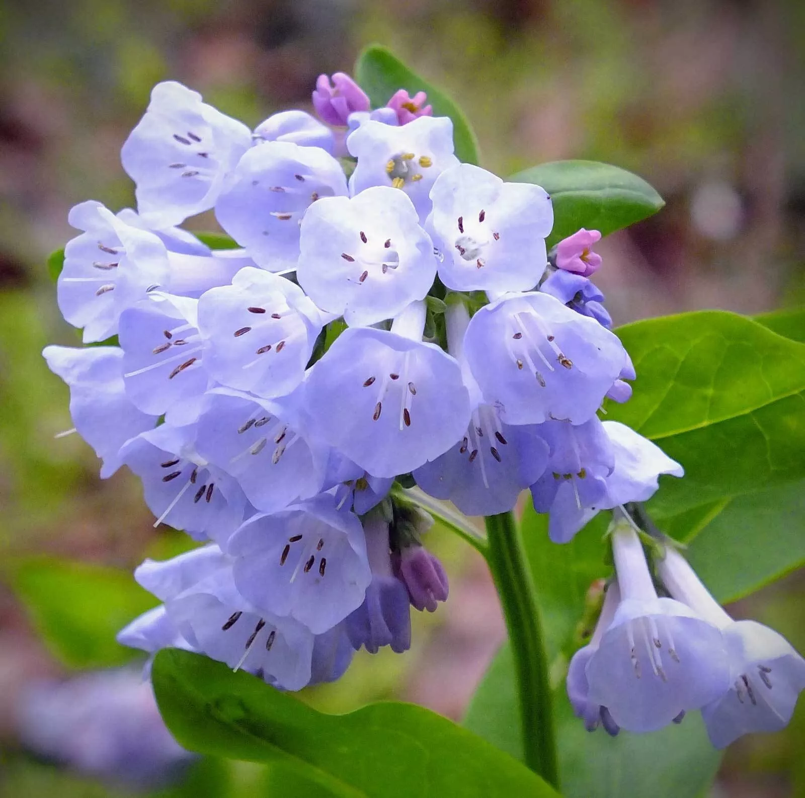 Mertensia virginica | Virginia Bluebells | Virginia Cowslip | 10_Seeds