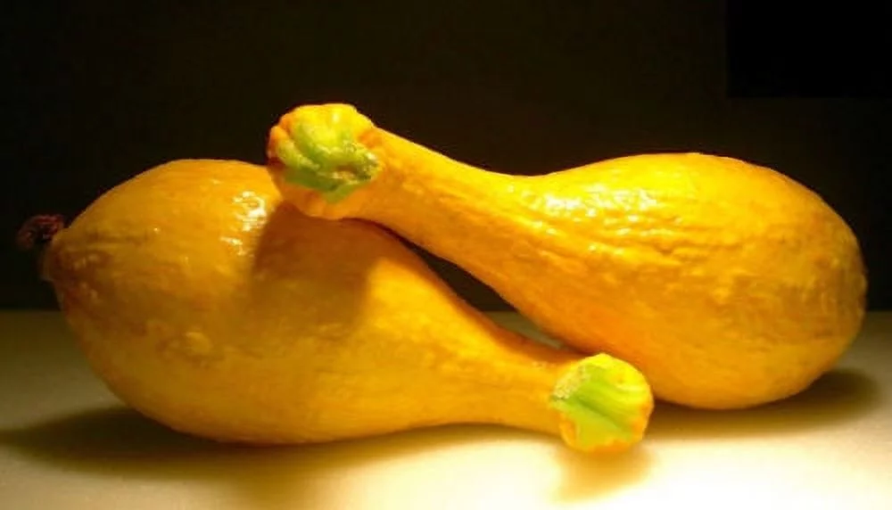 Squash Yellow Crookneck Garden Heirloom Vegetable 30 Seeds By Seed Kingdom