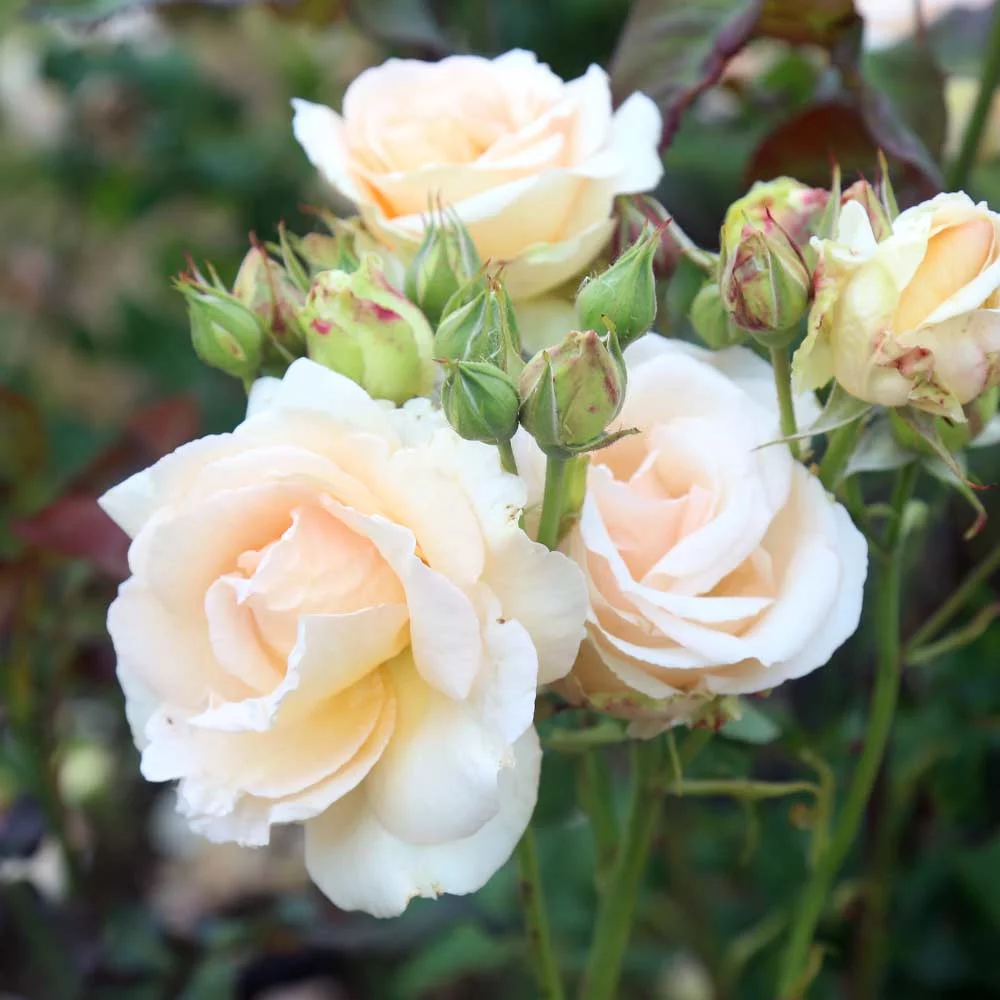 Heirloom Roses - Apricot Nectar Grandiflora Rose Bush - Fragrant Rose Plant