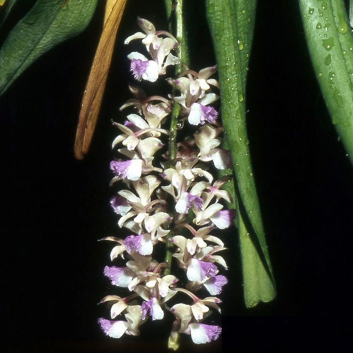 TS621.2 Aerides falcata Bare Root A322