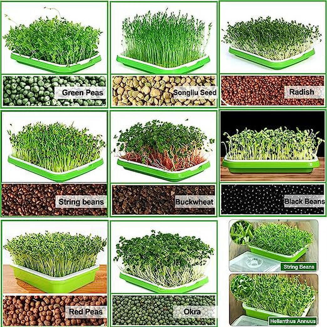 Namzi Seed Sprouter Tray with Lid BPA Free Bean Sprout Grower Germination Kit Wheatgrass Grower
