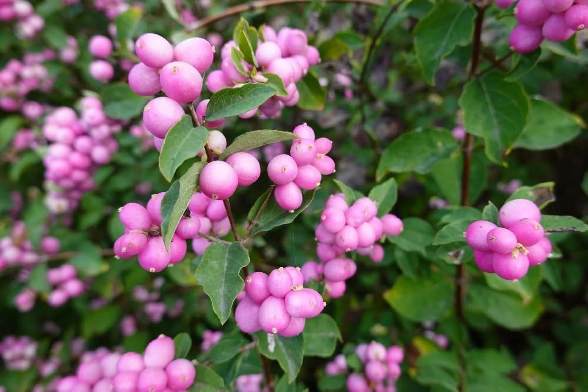 30 Coralberry Bush Seeds for Planting - Indian Currant, Symphoricarpos orbiculatus