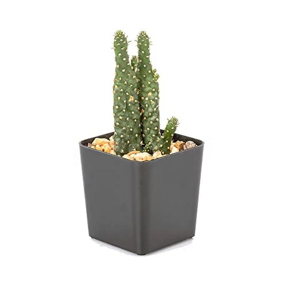 The Hydroponic City 2 Inch Black Square Nursery Pots for Starting Seedlings, Succulents, or Cacti - 2