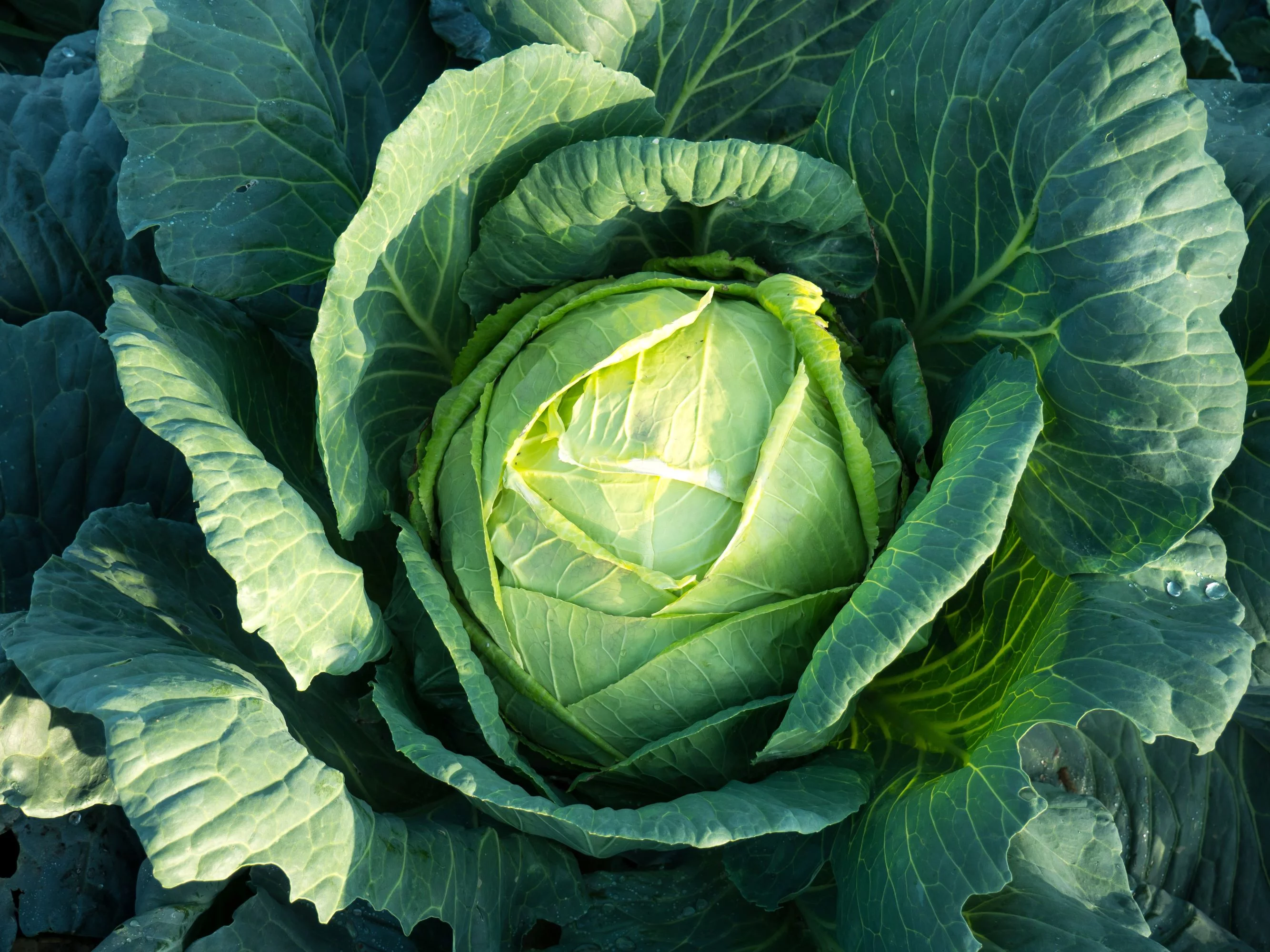 Golden Acre Cabbage Seeds/ Annual/ Full Sun/9K Seeds 1 oz/ Zellajake Farm and Garden - B161