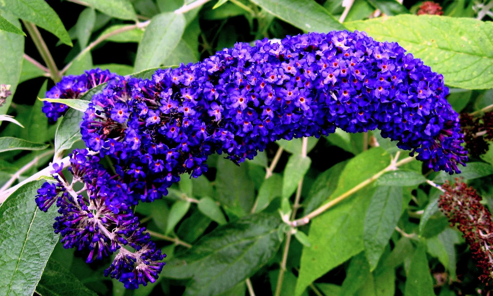 50 Dark PURPLE BUTTERFLY BUSH Buddleia Davidii Hummingbird Shrub Flower Seeds