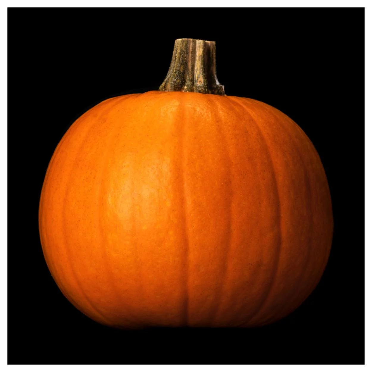 Everwilde Farms - 20 Spookie Pumpkin Seeds - Gold Vault Jumbo Bulk Seed Packet