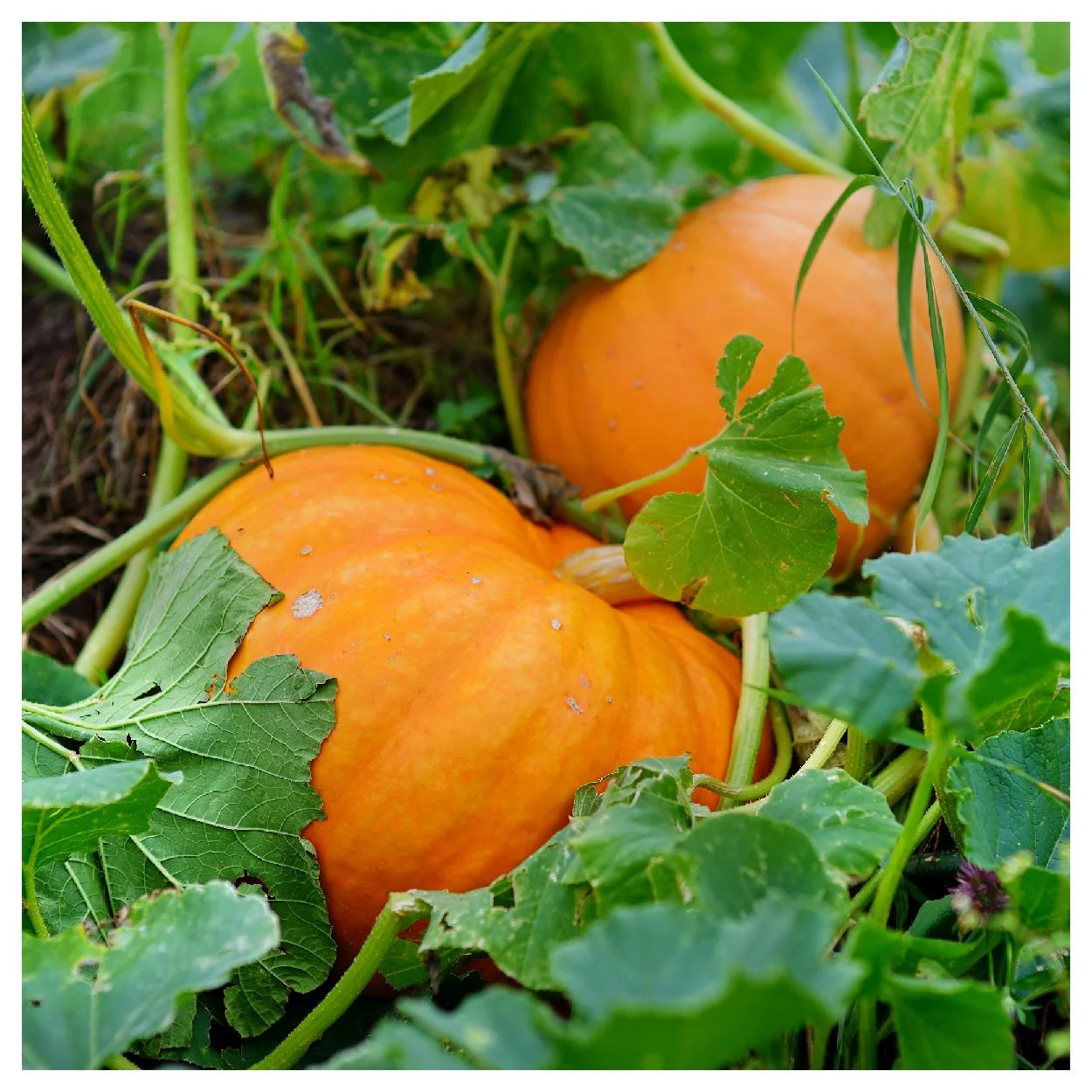Everwilde Farms - 20 Connecticut Field Pumpkin Pumpkin Seeds - Gold Vault Jumbo Bulk Seed Packet