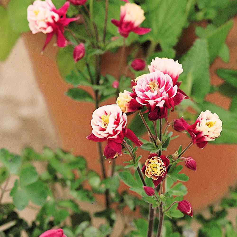 Aquilegia Vulgaris Winky Double Red White Garden Flower Plant Seeds - 20 Seeds