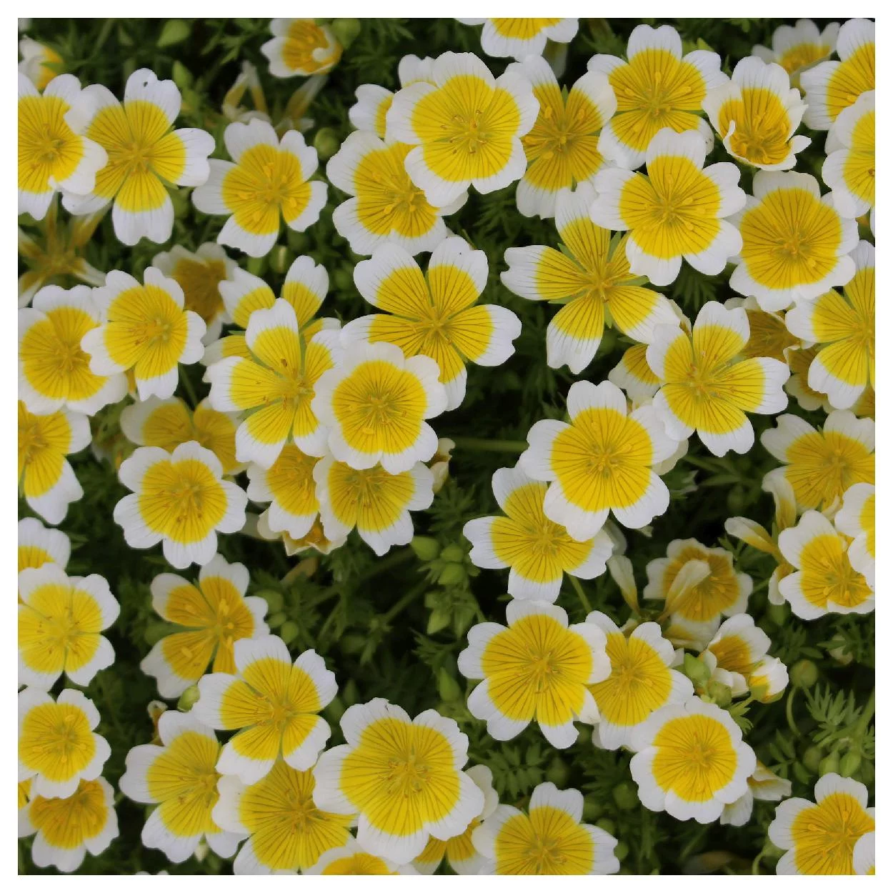 Everwilde Farms - 100 Poached Egg Plant Native Wildflower Seeds - Gold Vault Jumbo Bulk Seed Packet