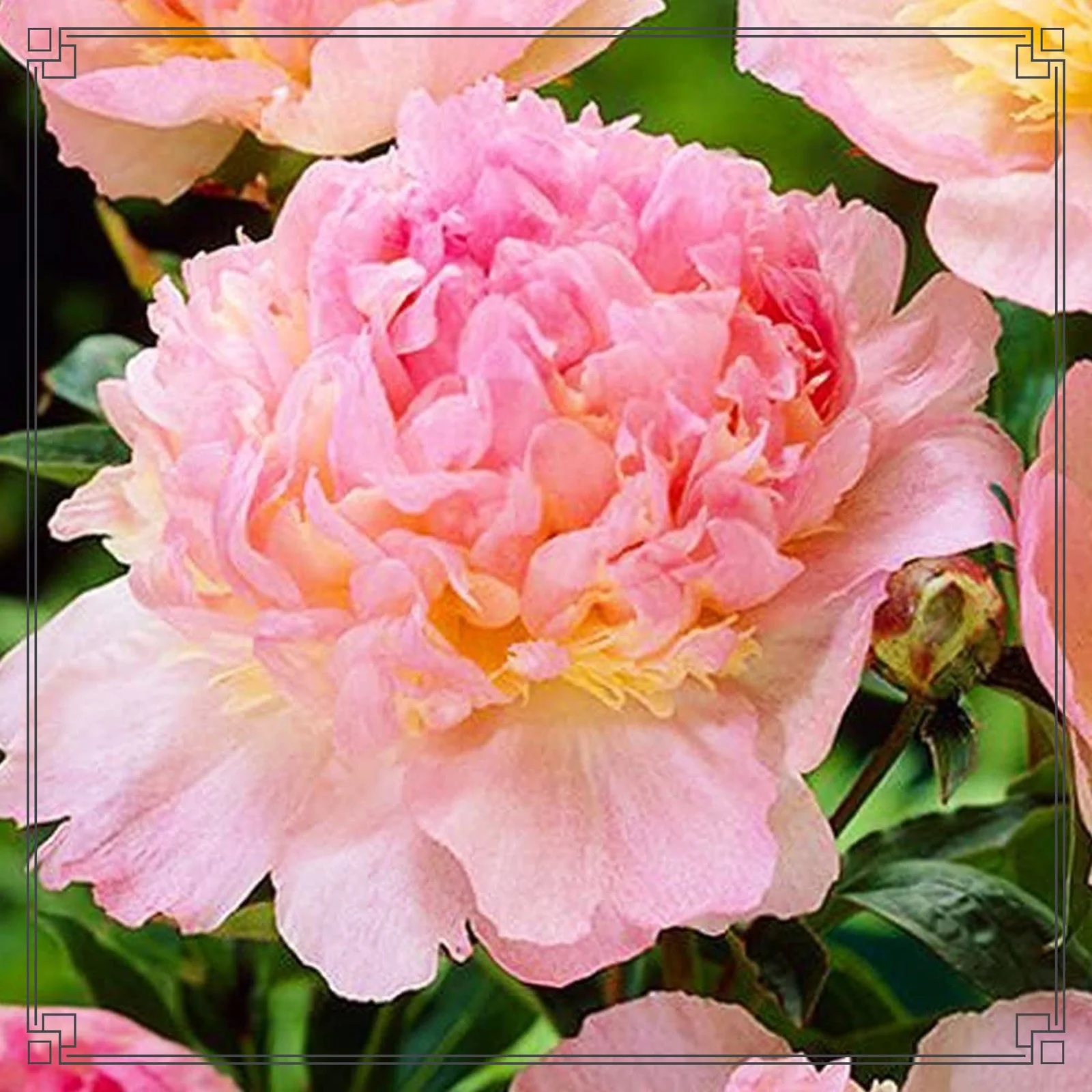 Peony Bulbs For Sale Peony Bulbs Peony Bulbs For Planting Peony Plants For Sale Now Hardy Perennial Garden Decoration
