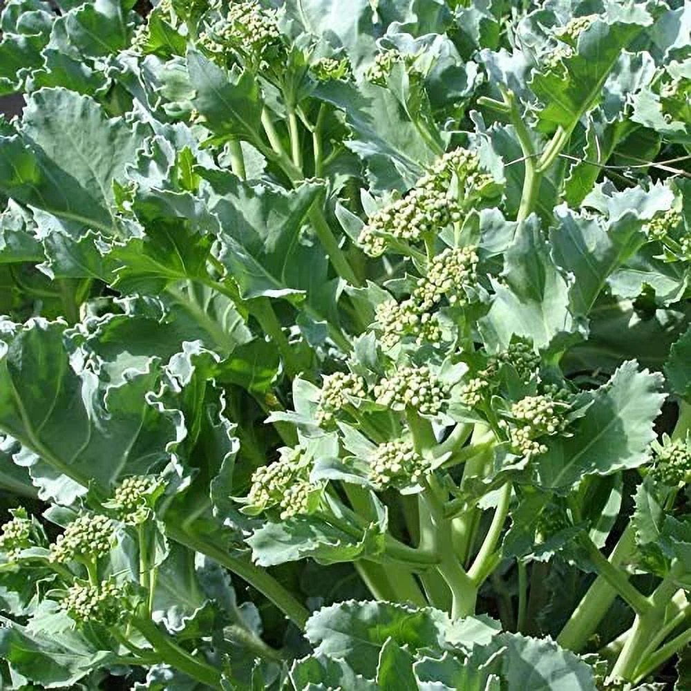 Sea Kale Seeds Crambe Maritima Perennial Mild and Slightly Sweet Flavor Hardy Low Maintenance Rich in Vitamin C in Garden Outdoor 10Pcs Vegetable Seeds by YEGAOL Garden