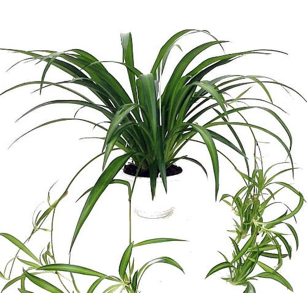 Hawaiian Spider Plant - Easy to Grow - Cleans the Air - 6