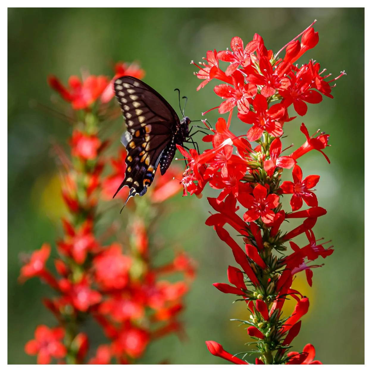 Everwilde Farms - 1200 Standing Cypress Native Wildflower Seeds - Gold Vault Jumbo Bulk Seed Packet