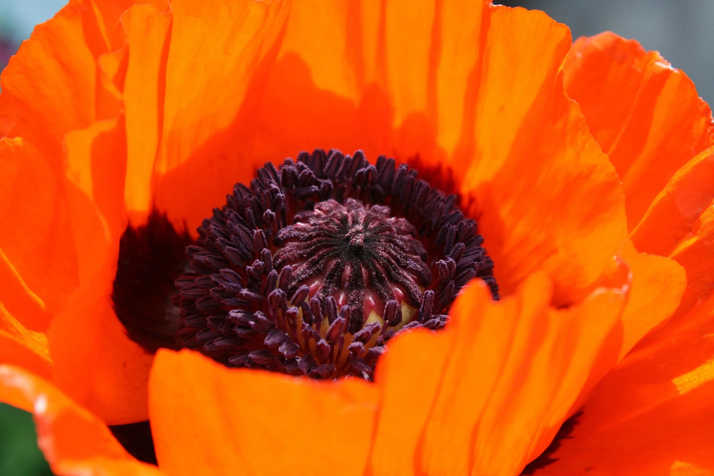 100 Seeds PRINCE of ORANGE POPPY Oriental Poppy Papaver Orientale Perennial Flower Seeds