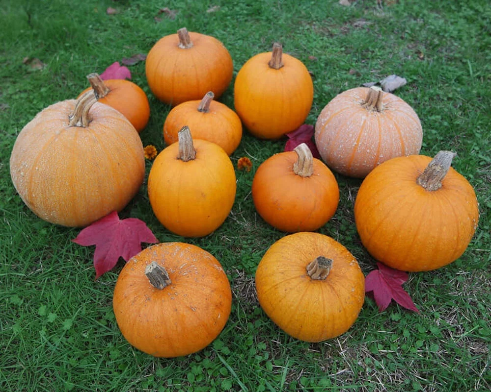 Small Sugar Pie Pumpkin Seeds -  50 Seeds