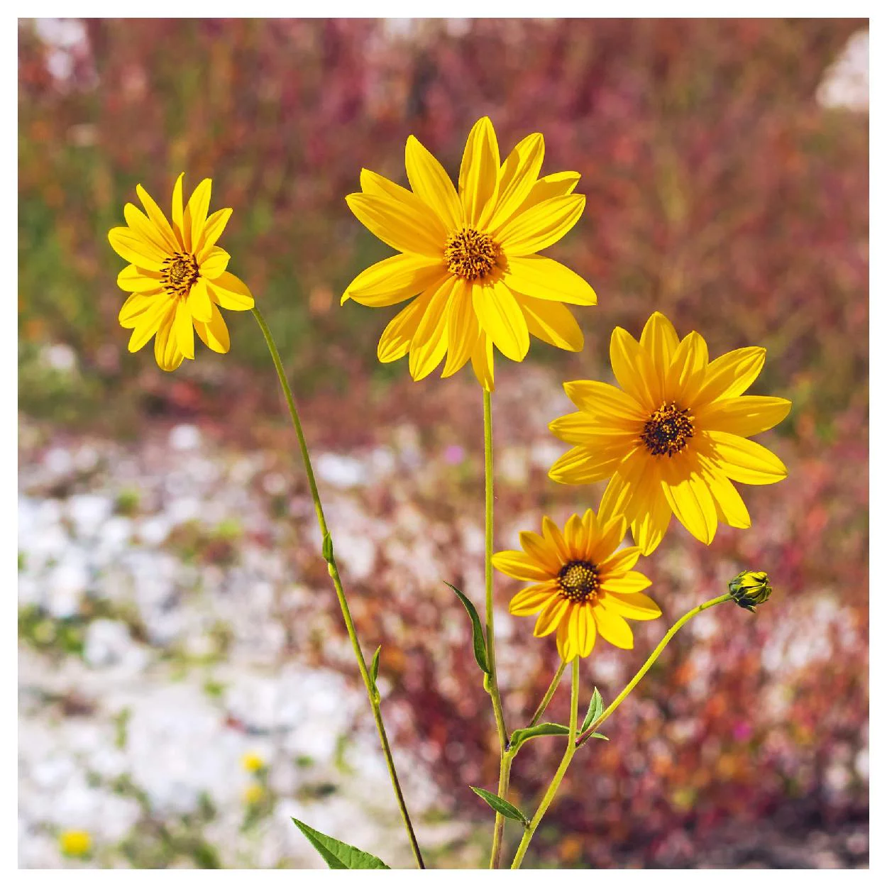 Everwilde Farms - 40 Showy Sunflower Native Wildflower Seeds - Gold Vault Jumbo Bulk Seed Packet