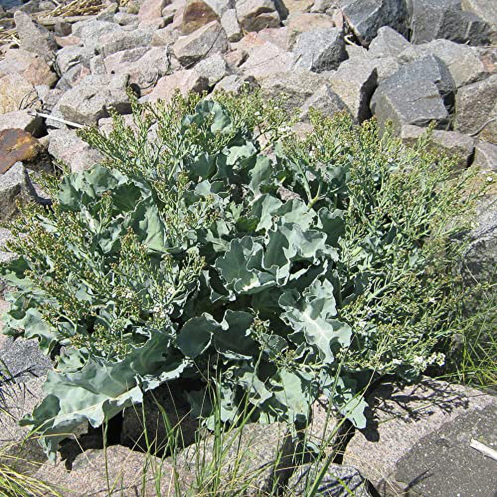 Sea Kale Seeds Crambe Maritima Herbaceous Perennial Fragrant Ornamental Vegetable Edible Drought & Salt Tolerant Attracts Butterflies Beds Borders Outdoor 10Pcs Herb Seeds by YEGAOL Garden