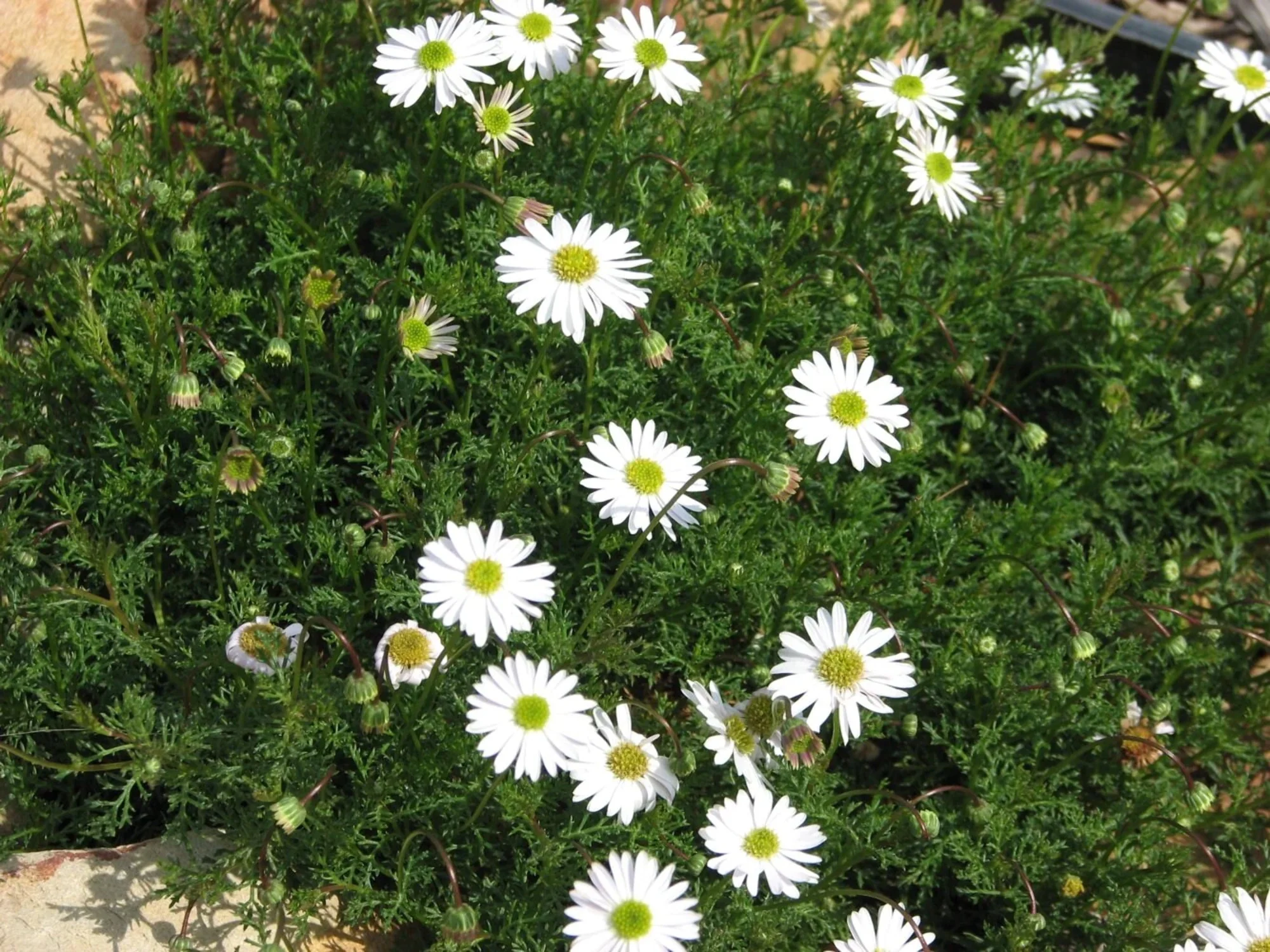 200 White SWAN RIVER DAISY Brachyscome Iberidifolia Flower Seeds