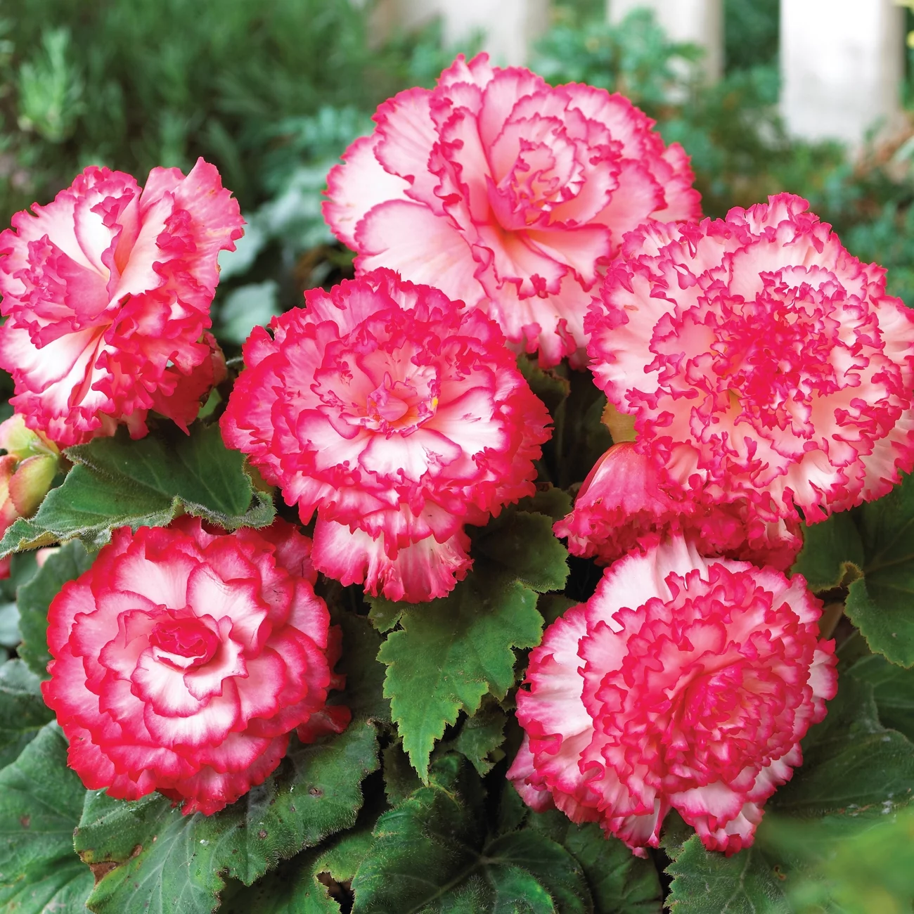 Van Zyverden Begonia Picotee Pink & White Flower Bulb Multi-Color Full Shade