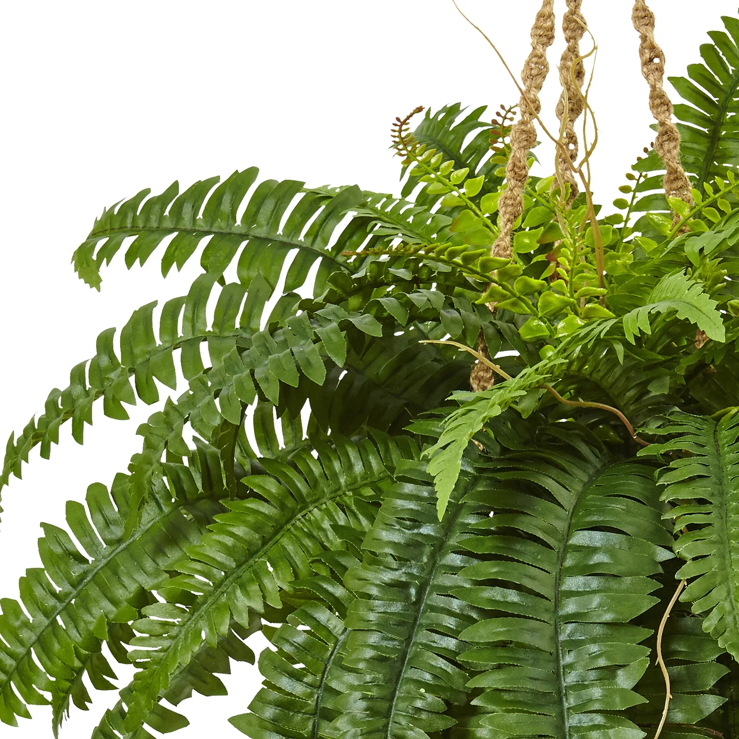 HomeStock City Chic Fern Hanging Basket