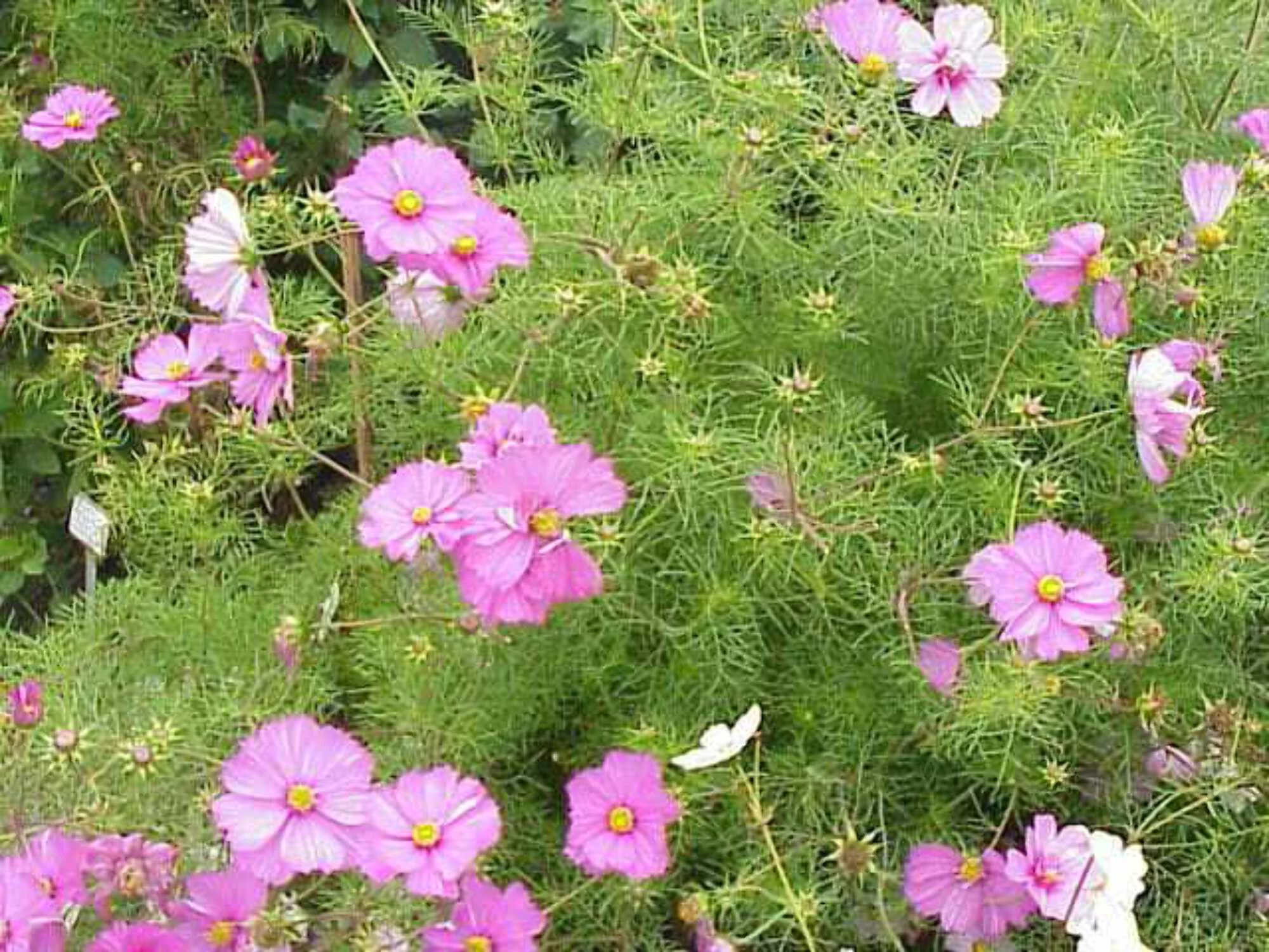 200 TALL PINK COSMOS Bipinnatus Flower Seeds