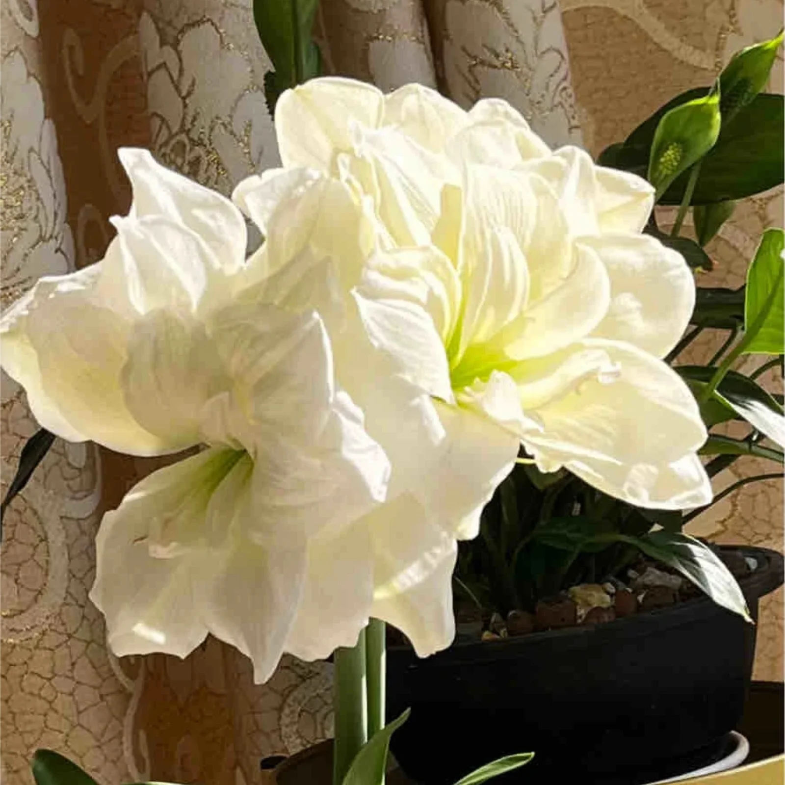 Amaryllis Bulbs For Planting,Amarillos,Amaryllis Bulbs For Sale,Iridescent,Amaryllis Pots,Amaryllis Plants,Amaryllis Belladonna Bulbs,Beautify Environment,Amaryllis Belladonna.